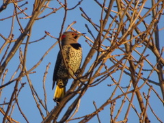 Colaptes auratus auratus