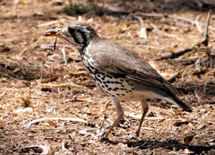Turdus litsitsirupa