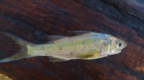Barbu (Polydactylus virginicus) — Polynemidae — 5