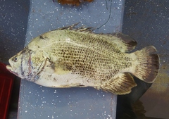 Lobotes surinamensis