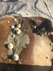 Amphibalanus venustus