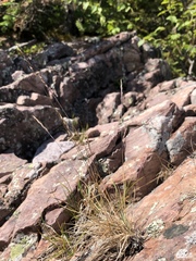 Festuca saximontana