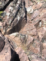 Festuca saximontana