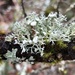 Punctured Bushy Lichen - Photo (c) Samuel Brinker, some rights reserved (CC BY-NC), uploaded by Samuel Brinker