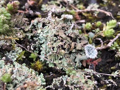 Cladonia magyarica