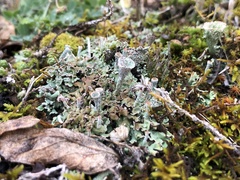 Cladonia magyarica