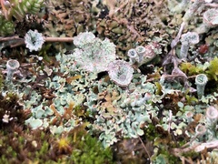 Cladonia magyarica