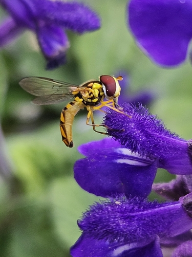 Unknown species found near Ottawa, KS 66067, USA