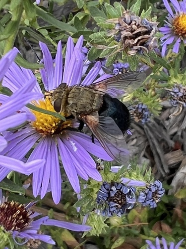 Unknown species found near 18th St, Charleston, IL, US