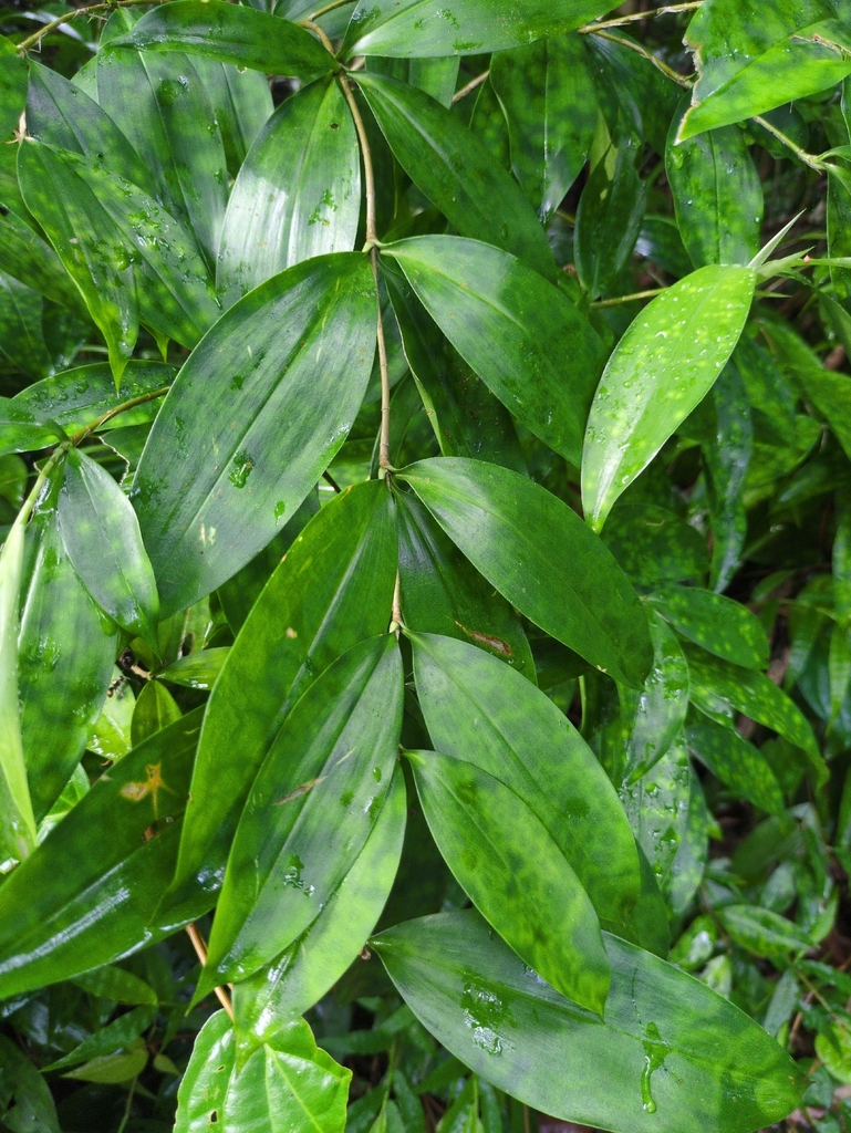 Dracaena surculosa, Bukit Panjang, Singapore