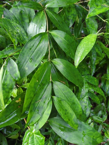 Gold-dust Dracaena (Dracaena surculosa)