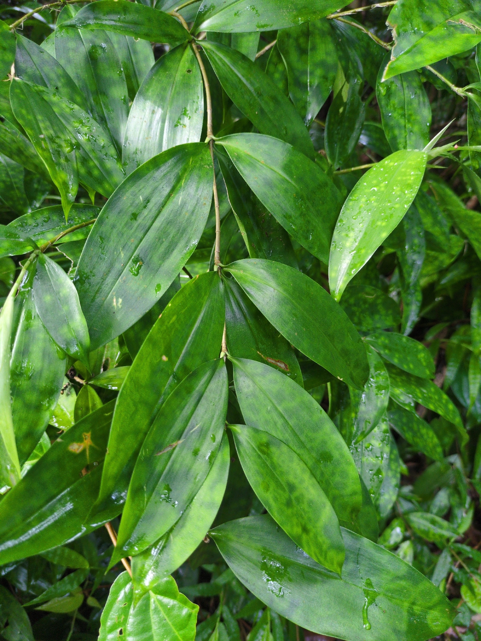 Dracaena surculosa Gold Dust