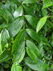 Goldstaub-drachenbaum (Dracaena surculosa)