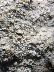 Lecanora caesiorubella