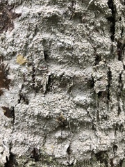 Lecanora caesiorubella