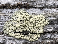 Parmeliopsis capitata