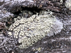 Parmeliopsis capitata