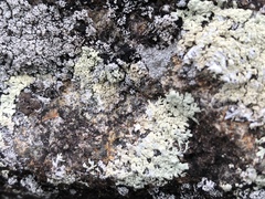 Arctoparmelia subcentrifuga