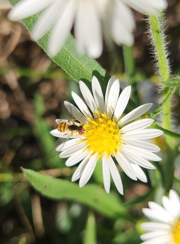 Unknown species found near Darien, IL 60561, USA