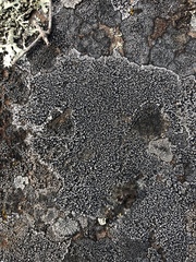 Lecidella carpathica