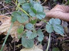 Potentilla indica