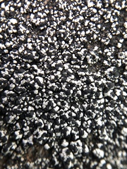 Lecidella carpathica