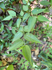 Cannabis trema (Trema cannabina)