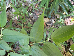 Trema cannabina, photograph (c) 黃美滿, some rights reserved (CC BY)