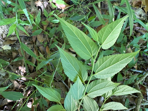 Trema cannabina, photograph 2