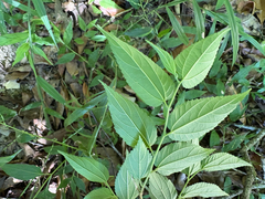 Trema cannabina, photograph (c) 黃美滿, some rights reserved (CC BY)