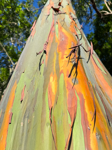 Eucalyptus deglupta - Whole tree