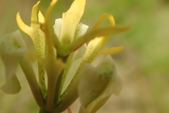Moraea trifida