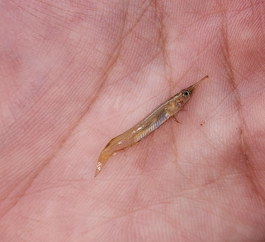 Freshwater halfbeak (Dermogenys pusilla) — Zenarchopteridae