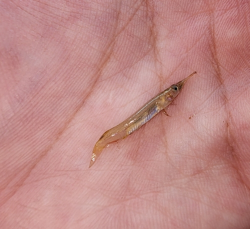 Freshwater halfbeak (Dermogenys pusilla) — Zenarchopteridae