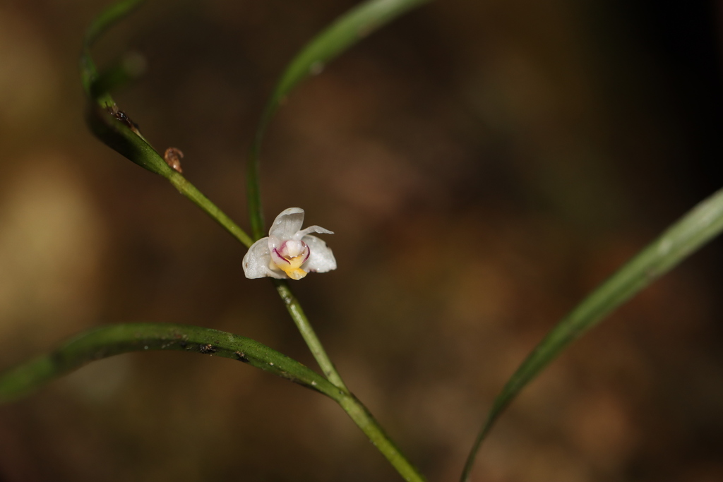 Dendrobium kurashigei T.Yukawa 2