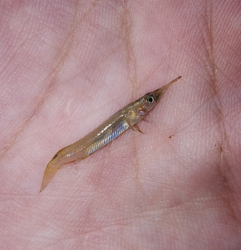 Freshwater halfbeak (Dermogenys pusilla) — Zenarchopteridae — 2