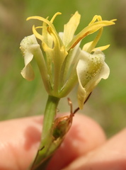 Moraea trifida