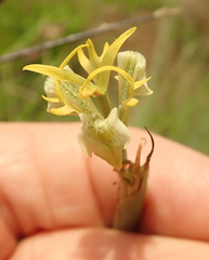 Moraea trifida
