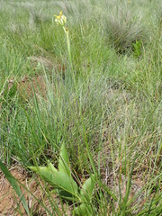Moraea trifida