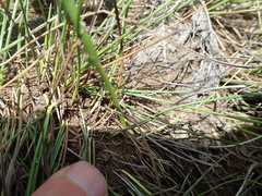Moraea trifida