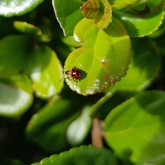 Tynacantha marginata