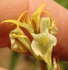 Moraea trifida