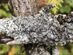 Punctelia caseana