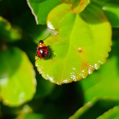 Tynacantha marginata