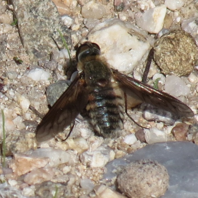 Poecilanthrax apache