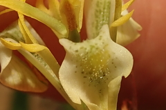 Moraea trifida