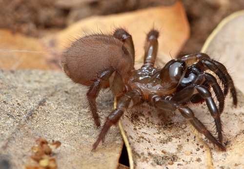 Aliatypus torridus