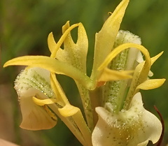 Moraea trifida