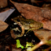 Nepal Paa Frog - Photo (c) Jithin Vijayan, some rights reserved (CC BY-NC), uploaded by Jithin Vijayan