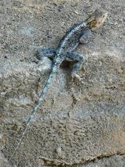 Agama kirkii